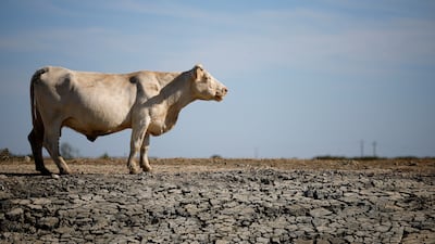 A cow stands in a dried-out field in Villeneuve-en-Retz, as a record drought hits France. Reuters