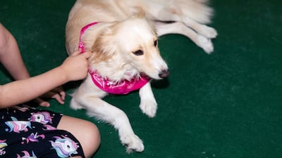 In order to qualify as a Reading Dog, each dog has to go through a rigorous assessment programme overseen by dog trainer Michele Dunn. Reem Mohammed / The National