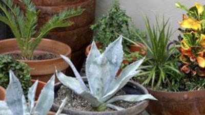 Each pot material has an individual way of affecting the plants growing in it.