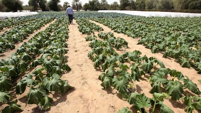Farmers need more support to educate them about the technologies and irrigation systems so that they can be more efficient, Ray Moule, technical director at the Farmers’ Services Centre, told those attending the World Food Security Summit in Dubai on February 24 2014. Jeffrey E Biteng / The National