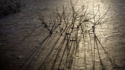 Plants killed by the mudflow in Sidoarjo. Most residents received compensation, after almost 10 years, from the Indonesian oil and gas company Lapindo Brantas, although more than 100 families have still yet to be paid. Ulet Ifansasti / Getty Images