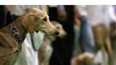 Saluki owners show off their pets during the Arabian Saluki beauty contest yesterday. Andrew Henderson / The National