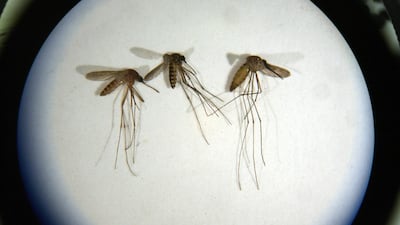 UAE residents say they are being 'eaten alive' by a surge in mosquitoes. Photo by Michael Falco