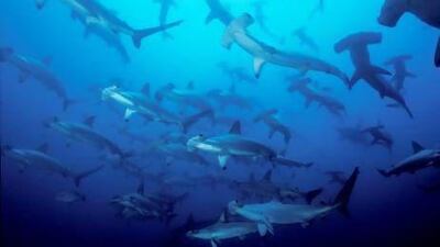 A group of hammerhead sharks swim in the waters surrounding the Pacific islet of Malpelo, a Colombian wildlife sanctuary. AP