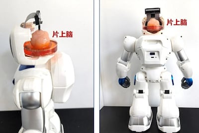 A robot guided by a lab-grown brain was developed by Chinese researchers. Photo: Tianjin University