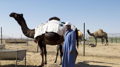 Mohammed Saleem, from Bangladesh, says caring for camels has forced him to adapt to the heat of summer. Christopher Pike / The National