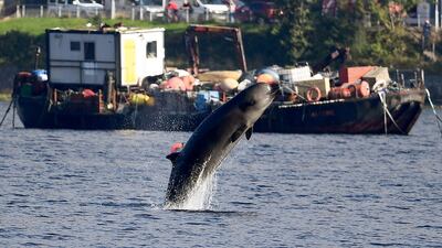 One of three Northern Bottlenose whales swims near Garelochhead, Argyll and Bute, Scotland. Jeff J Mitchell/Getty Images