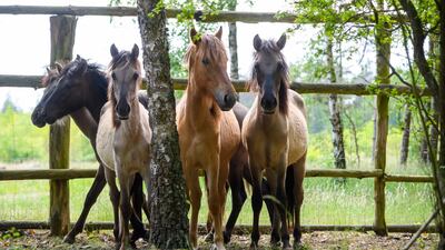 Polish primitive horses (or the Polish Konik) on a paddock at the Nature Reserve Swietlista Dabrowa, west-central Poland. EPA