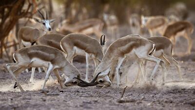Sand Gazelles lock horns on the 87-square kilometre island.