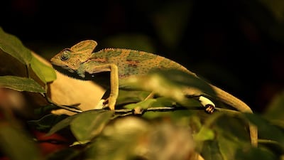 Among the nocturnal creatures on display are a veiled chameleon. Satish Kumar / The National