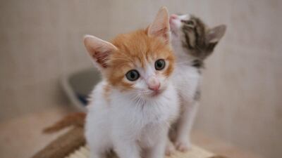 According to Russian superstition, letting a cat walk through your new home before you move in brings good luck. Fatima Al Marzouqi / The National ¬