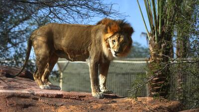 Al Ain Zoo is one of the major tourist draws in Al Ain. Delores Johnson / The National