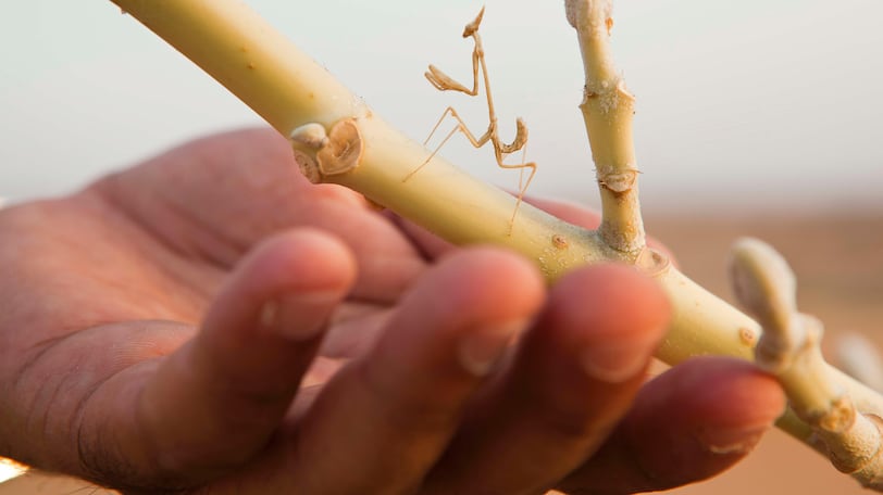 Image source - https://www.thenationalnews.com/news/uae/2026/03/20/from-sea-turtles-to-praying-mantises-fujairahs-planted-mangroves-are-a-hotbed-of-marine-life/