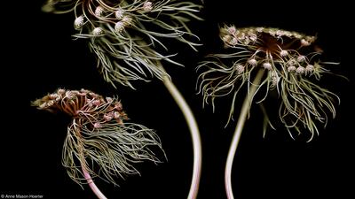 'Wild Carrots' by Anne Mason-Hoerter (Germany) - The Claire Aho Award for Women Photographers category
