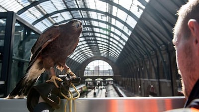 Aria the hawk is not allowed to fly over the train platforms because of the overhead power lines – one of the reasons pigeons must be kept away. Chris J Ratcliffe / Getty Images