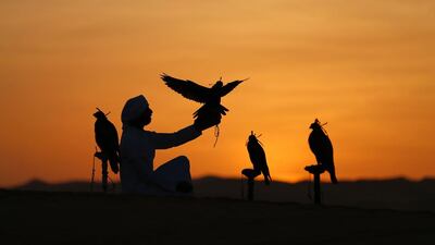 An Emirati from the Al Qubaisi tribe trains his falcons during the Liwa 2017 Moreeb Dune Festival in Abu Dhabi’s Western Region. Karim Sahib / AFP Photo