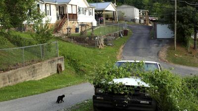 A cat walks past a pickup truck covered in vegetation on a street in Gilbert, West Virginia. Robert Galbraith / Reuters