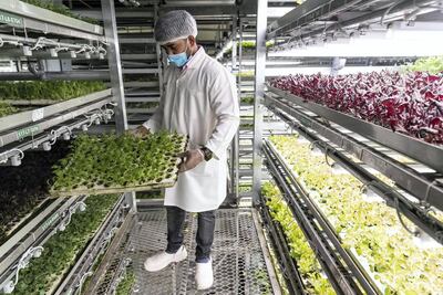 At UNS Hydroponic, custom LED lights mimic the rays of the sun, helping plants grow. Antonie Robertson / The National