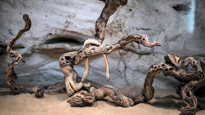 Malpolon snakes make themselves at home
