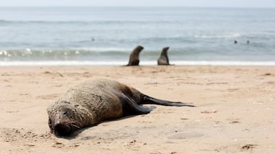 A dead seal lies on a beach near Pelican Point, Namibia. Reuters