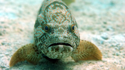 Hammour (Epinephelus coioides) have a life span of over 20 years but the study has shown that they are only growing to a maximum age of eight years, in the Arabian Gulf, before they are being fished. Wam