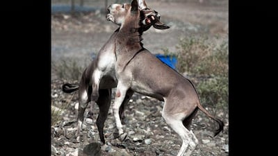 Donkeys fight near their stable in Lahzoom, Ras al Khaimahi. Jeff Topping / The National