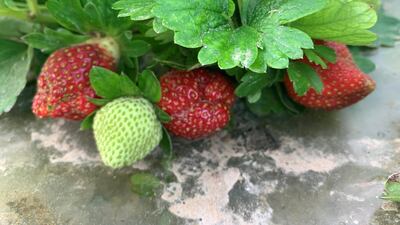 Strawberries at Greenheart Organic Farms. Courtesy Greenheart Organic Farms