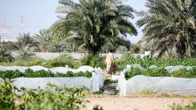 Department of Culture and Tourism – Abu Dhabi aims to share Emirati heritage with a wider group of visitors. Khushnum Bhandari / The National
