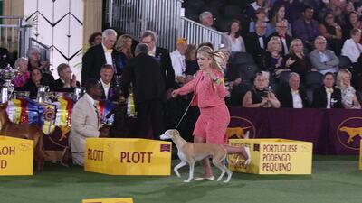 Bourbon the whippet is named Reserve Best in Show at the 145th Westminster Kennel Club Dog Show. He also won the Hound Group. Twitter / WKCDOGS