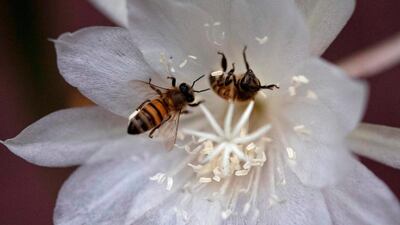 Bees suck nectar from a Night-blooming jasmine (Cestrum nocturnum), one of its favorites, at the end of spring in San Salvador. AFP