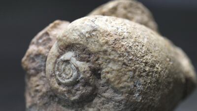A fossil gastropod from Mleiha, 68 million years old