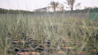 Calligonum comosum is grown in pots until the are strong enough to transplant to areas across the expo site. Reem Mohammed / The National