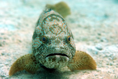 Adult populations of hammour fish have declined by 90 per cent in the UAE.