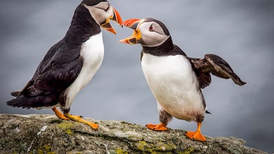Atlantic puffins are a common site on Fair Isle, Shetland. Getty Images