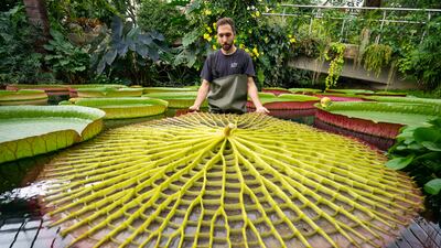 Alberto Trinco with an upturned leaf of a giant water lily at the Royal Botanic Gardens, Kew.