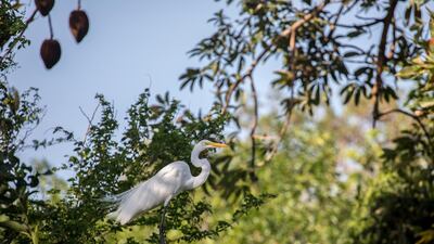 Wildlife in Omtepe. Jamie Lafferty