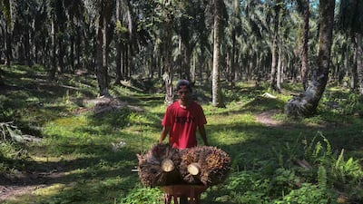 A farmer transporting palm oil seeds in Kampar, Riau province, Indonesia. AFP