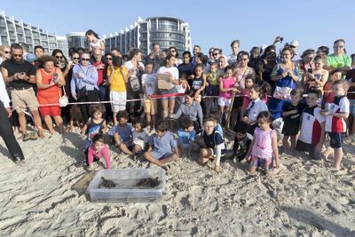 Turtles are released at the Jumeirah at Saadiyat Island Resort.: Antonie Robertson/The National