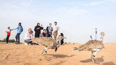 Houbara birds on their released at the release in the desert. Leslie Pableo for The National