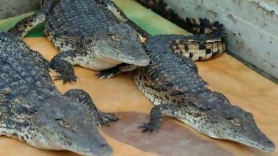 Most of the animals will be Nile Crocodiles, one of the largest species.