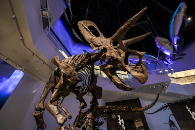 The dinosaur fossils are more than 50 per cent real, rather than resin recreations. Victor Besa / The National
