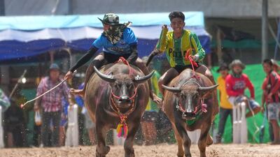 Thai buffalo racers compete in a sprint event during an annual buffalo racing festival in Chonburi, Thailand. AP