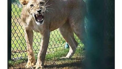 One year later, Lilac, the lion cub that had her teeth filed down by her owner, is recovering at the Abu Dhabi Wildlife Centre.