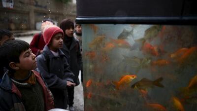 Children look at fish for sale in the rebel held Douma neighborhood of Damascus, Syria. Bassam Khabieh / Reuters