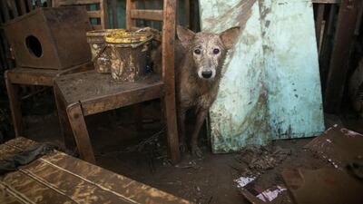 A dog covered with mud is pictured outside a house in Marikina City. Reuters