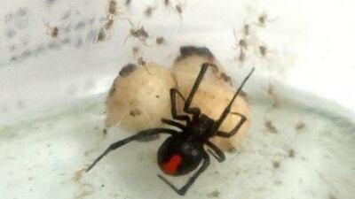 Experts say there is no need for alarm as redbacks are only dangerous if the bite victim is left untreated, so timely and proper treatment is needed when incidents happen. Pawan Singh / The National