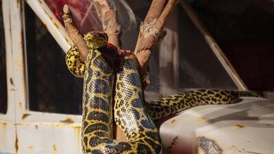 One of the new residents settling in. Photo: The Green Planet