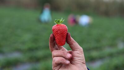 Tunisian farmers harvest strawberries in a strawberry field in Nabeul, Tunisia. The strawberry harvest accounts for nearly 90 per cent of national production.