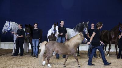 Troubadour walks past his much taller cohorts. Silvia Razgova / The National