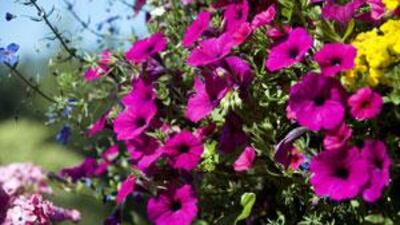 Shades of pink from the recently released Shock Wave series.